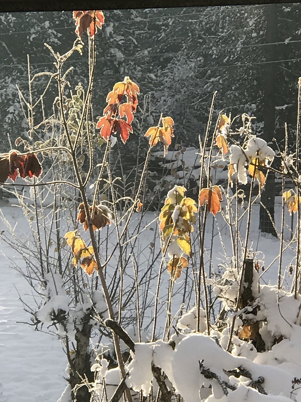 snow picture4.jpg